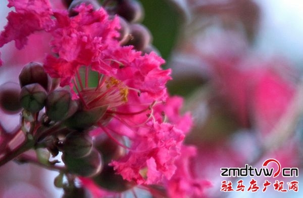 七八月份，市花玫紅紫薇將紅遍開源大道