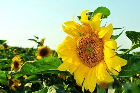 遂平：向日葵花開(kāi)燦爛??吸引游客來(lái)觀(guān)賞