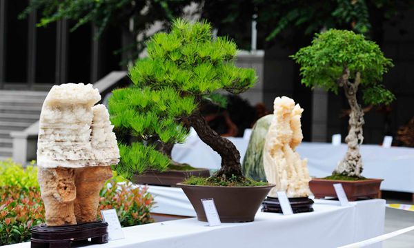 根雕、奇石、盆景展亮相2015“農(nóng)洽會”