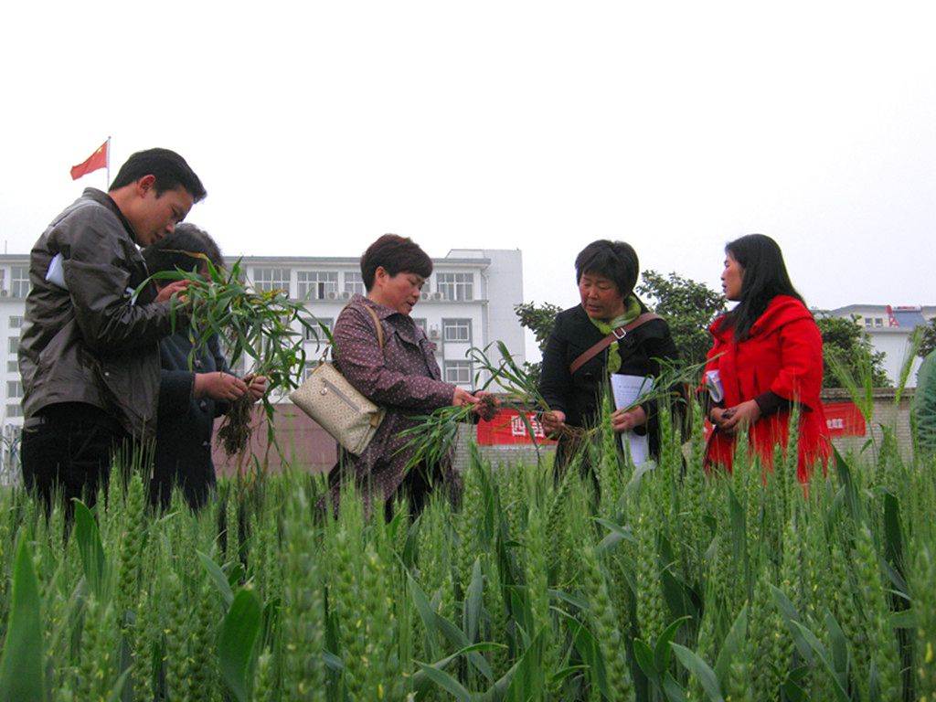 正陽：農業(yè)專家現場為麥田中后期管理支招