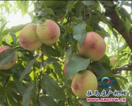 汝南縣： 生態(tài)有機(jī)桃熱銷(xiāo)  市民爭(zhēng)相體驗(yàn)采摘樂(lè)