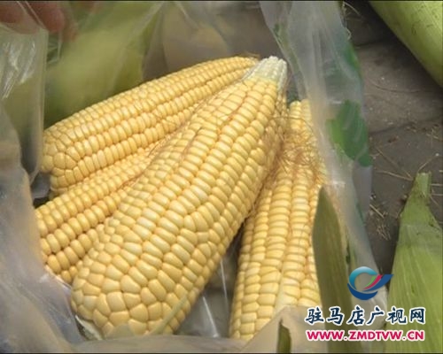 春玉米上市早 市民嘗鮮爭(zhēng)搶購(gòu)