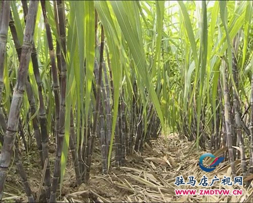 本地甘蔗早上市 銷(xiāo)售遇“冷”