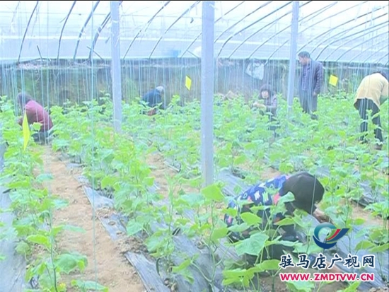 農(nóng)業(yè)合作社： 大力發(fā)展特色種植，帶動群眾致富增收_2014124213021.JPG