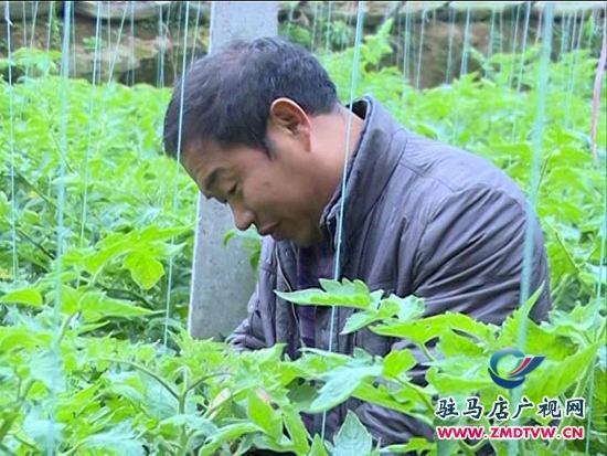 農(nóng)業(yè)合作社： 大力發(fā)展特色種植，帶動群眾致富增收_2014124213143.JPG