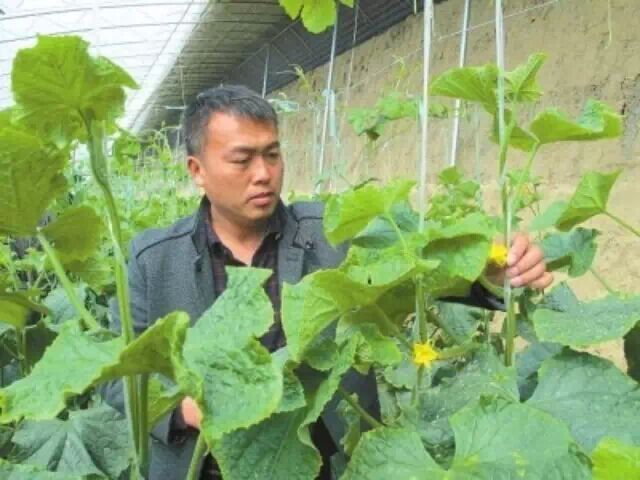 一心帶領群眾致富 村支書的榜樣趙萌