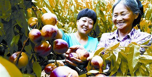15個(gè)都市生態(tài)農(nóng)業(yè)項(xiàng)目即將實(shí)施 都市田園生活不再是夢(mèng)想