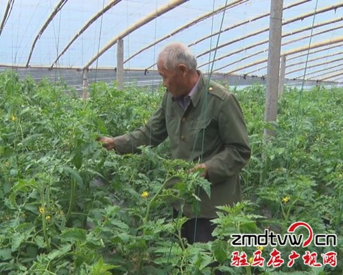 汝南縣：加強(qiáng)反季節(jié)蔬菜管理，提升蔬菜優(yōu)質(zhì)品質(zhì)