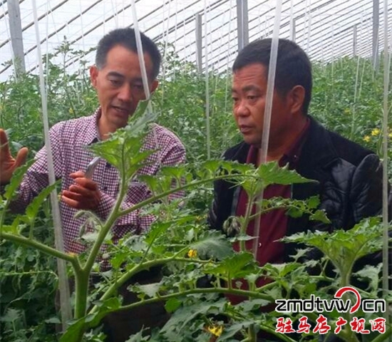 天中農業(yè)溫棚蔬菜長勢好 (1).jpg