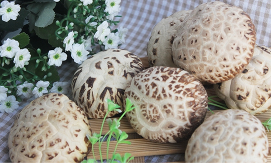 泌陽(yáng)縣香菇菌袋生產(chǎn)實(shí)現(xiàn)自動(dòng)化