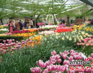 賞花：室內(nèi)百花園開(kāi)園了！嵖岈山溫泉小鎮(zhèn)是一個(gè)一年有花香的旅游休閑的好地方,郁金香,薰衣草,梅園,葵花園,百合花香園,花開(kāi)在春夏秋冬,目前室內(nèi)郁金香正在開(kāi)園,吸引了大批游客,郁金香花開(kāi)爭(zhēng)艷,游客流連忘返,在寒冷的冬天,看到如此鮮艷的郁金香鮮花綻放,在中原尚屬首家.門票咨詢0396-4999999/4999906