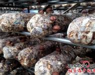 泌陽縣華泉農(nóng)業(yè)開發(fā)有限公司位于泌陽縣羊冊鎮(zhèn)，該公司正是在泌陽縣當(dāng)?shù)攸h委政府的幫助下，建立起來的標(biāo)準(zhǔn)化香菇種植基地，該基地共有10余個香菇標(biāo)準(zhǔn)化生產(chǎn)大棚，該棚采用自動化控溫，自動化管理，效益也是普通香菇種植大棚的2-3倍。
