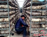 近年來，泌陽縣努力把食用菌產(chǎn)業(yè)打造成生態(tài)、健康的產(chǎn)業(yè)，并做大做強，引領(lǐng)農(nóng)民增收，農(nóng)業(yè)增效。為進一步發(fā)展食用菌產(chǎn)業(yè)，提高土地利用率和整體種植效益，泌陽縣鼓勵引導(dǎo)種植戶在生產(chǎn)上標(biāo)準(zhǔn)化，在栽培上基地化，在設(shè)施上現(xiàn)代化，并積極幫助種植戶、種植大戶、食用菌種植合作社協(xié)調(diào)土地、資金、技術(shù)等發(fā)展壯大食用菌產(chǎn)業(yè)。