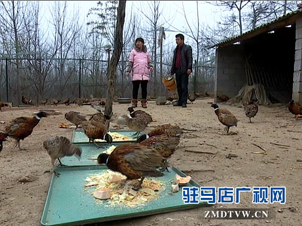 山里夫婦靠養(yǎng)殖山雞走向致富路_20160118084734.JPG