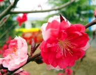 每年3月是桃花盛開的季節(jié)，此時(shí)，百花爭(zhēng)妍、萬紫千紅，漫山遍野都是花的海洋。