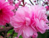 正陽縣是生態(tài)示范縣，全縣種植有桃、梨、李等各種連片林果10萬多畝。