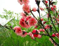 又是一年春光美，田野無處不飛花。桃花、梨花、油菜花、櫻花、李花、……醉人花海誰最美?田野花仙個(gè)個(gè)佳。