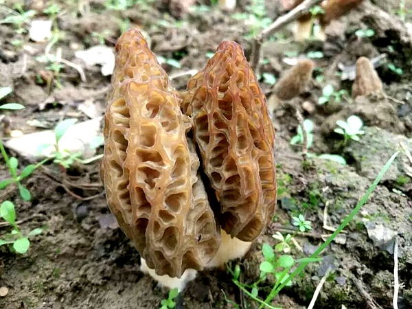 駐馬店羊肚菌林下高產(chǎn)栽培技術獲突破性成功