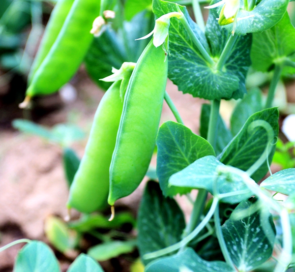 正陽(yáng)農(nóng)民種植碗豆巧掙錢(qián)