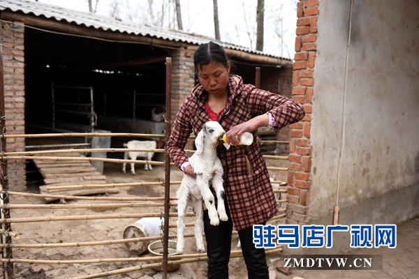 對那些缺羊奶的小羊羔，劉小麗常常像照料孩子一樣用心，不敢有一絲馬虎.jpg
