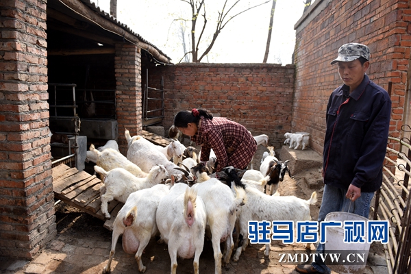 劉小麗夫妻倆除了在親友的幫助下力能所及地種好田地，2013年還發(fā)展起了養(yǎng)羊。目前已經發(fā)展了40多只。.jpg