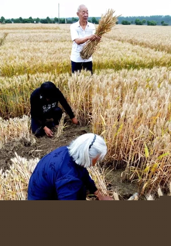 暴雨又要來(lái)襲 小麥搶收是關(guān)鍵