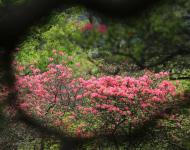 杜鵑花又名映山紅，被譽(yù)為“花中西施”