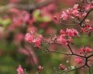 杜鵑花又名映山紅，被譽(yù)為“花中西施”