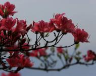 杜鵑花又名映山紅，被譽(yù)為“花中西施”