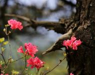 杜鵑花又名映山紅，被譽(yù)為“花中西施”