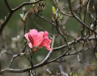 杜鵑花又名映山紅，被譽(yù)為“花中西施”