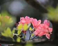 杜鵑花又名映山紅，被譽(yù)為“花中西施”