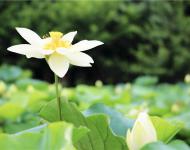 湖水經(jīng)秋平似鏡，蓮花破曉白如霜。