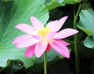 娥娜似仙子，清風送香遠