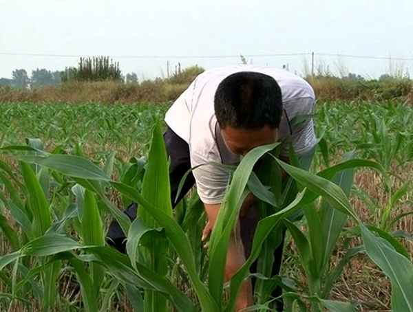 上蔡縣農(nóng)民抓緊時機加強秋田管理