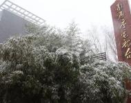 路邊的樹木，不一會(huì)就堆滿了雪花。這個(gè)冬天的雪景，哪能少了它們的點(diǎn)綴？