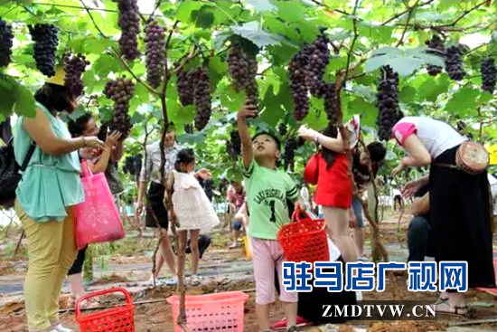 遂平褚堂鄉(xiāng)50畝葡萄等你來(lái)采摘