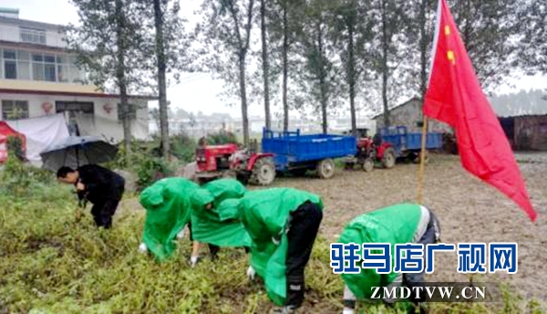 圖為9月27日，正陽縣郵政分公司黨員志愿者正在冒雨幫助汪莊村的貧困戶拔花生 (1)_副本.jpg