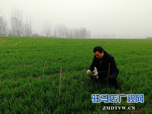 測量分蘗數量.jpg