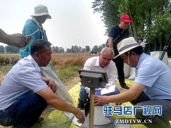 市農(nóng)業(yè)專(zhuān)家對(duì)部分麥塊進(jìn)行實(shí)打驗(yàn)收 