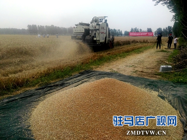 市農(nóng)業(yè)專(zhuān)家對(duì)部分麥塊進(jìn)行實(shí)打驗(yàn)收 