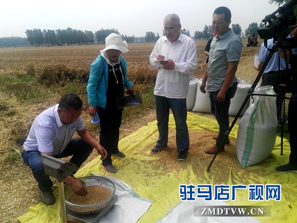市農(nóng)業(yè)專(zhuān)家對(duì)部分麥塊進(jìn)行實(shí)打驗(yàn)收 