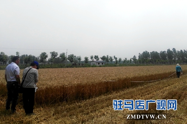 市農(nóng)業(yè)專(zhuān)家對(duì)部分麥塊進(jìn)行實(shí)打驗(yàn)收 