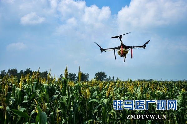 正陽縣永興鎮(zhèn)：貧困戶免費(fèi)用上無人機(jī)打藥啦
