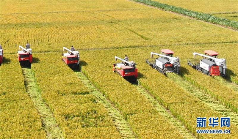 9月27日，收割機(jī)在江蘇海門臨江新區(qū)農(nóng)田里收割水稻（無(wú)人機(jī)拍攝）。  新華社發(fā)（許叢軍 攝）