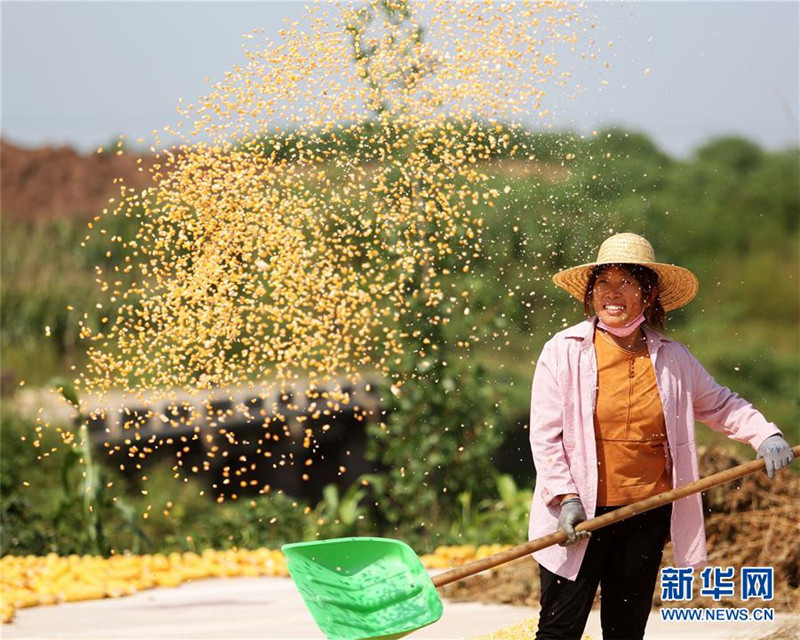 山東省臨沂市郯城縣郯城街道新屯村村民揚(yáng)曬收獲的玉米（9月23日攝）。 新華社發(fā)（張春雷 攝）