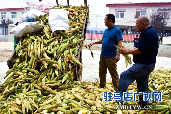 正陽：責任田“基地托管” 貧困戶“坐地收錢”