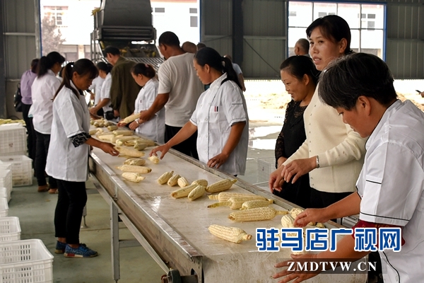 正陽：責任田“基地托管” 貧困戶“坐地收錢”