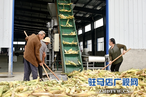 正陽：責任田“基地托管” 貧困戶“坐地收錢”