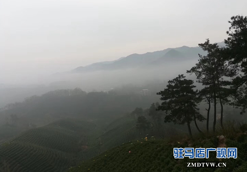 整個茶山林木蒼郁、云霧籠罩